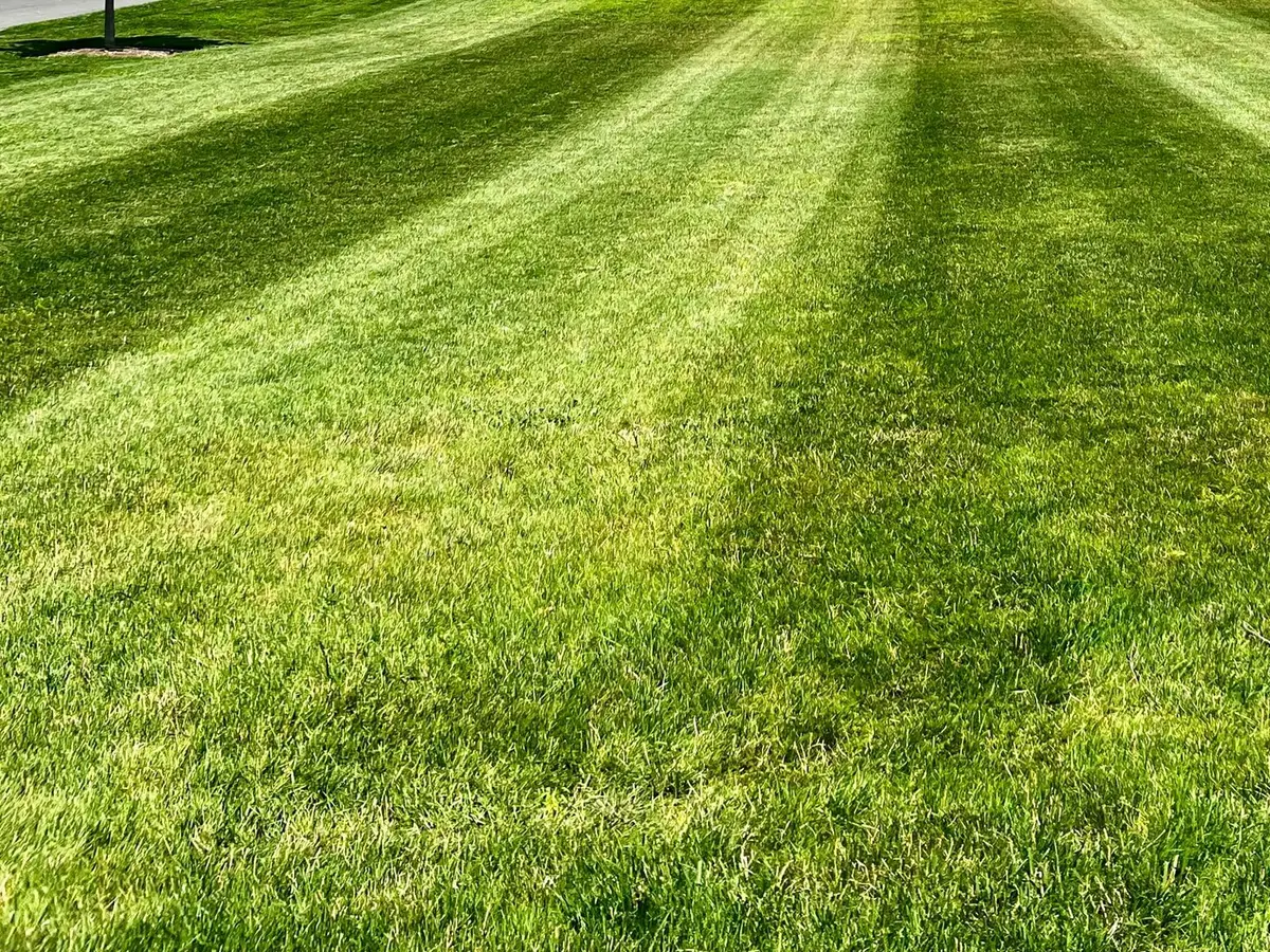A close view of a striped green lawn in bright daylight