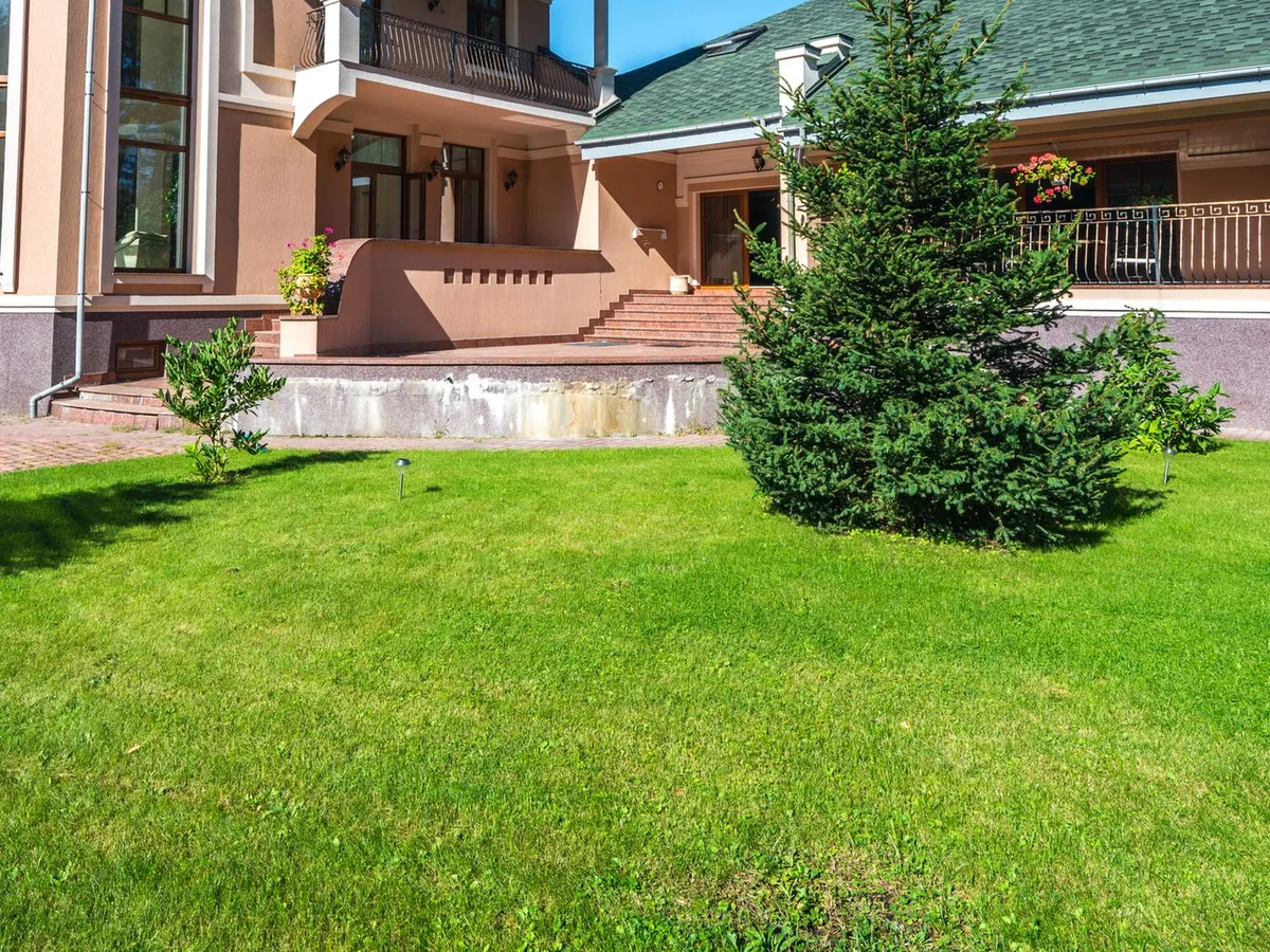 A wide sunlit green lawn with a young spruce in front of a peach stucco house terrace