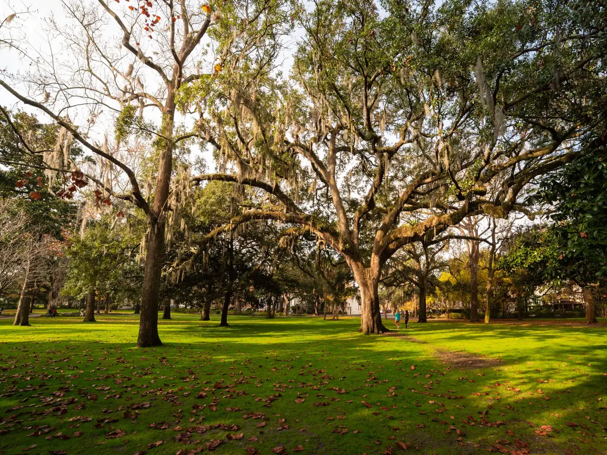 A green lawn under large oaks hung with Spanish moss, with fallen leaves and a few people in the distance
